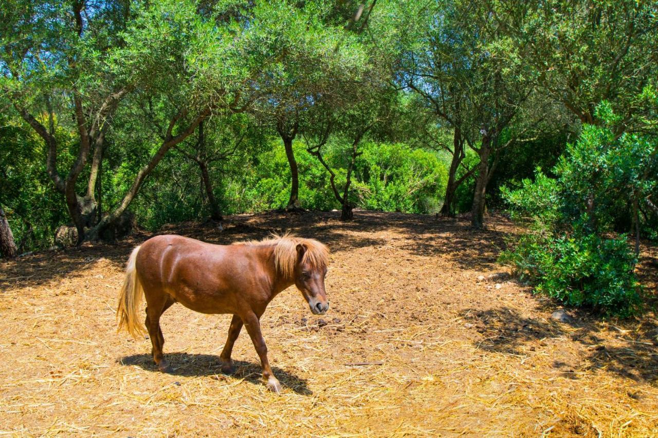 Putxet D'en Robi By Mallorca Selection